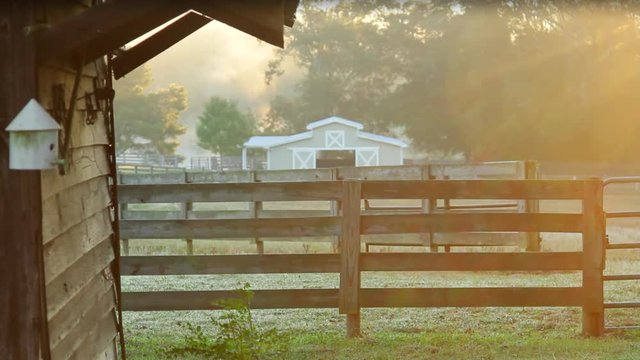 Horses Grazing Grass Early Morning Fog