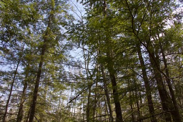 looking up