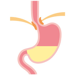 胃の構造　断面図 - obrazy, fototapety, plakaty