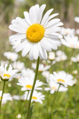 Daisies 