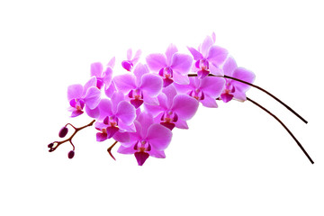 purple orchid branch isolated on white background