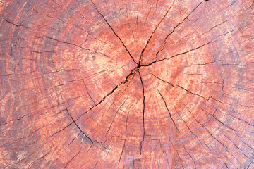 brown color nature pattern detail of teak wood decorative furniture surface.