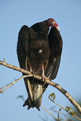 Turkey vulture (Cathates aura)