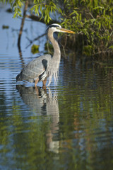 Great Blue Heron (Ardea herodias)