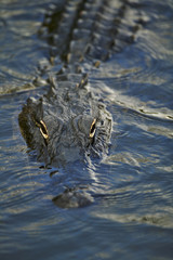 American alligator (Alligator mississippiensis)
