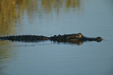 American alligator (Alligator mississippiensis)