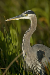 Great Blue Heron (Ardea herodias)