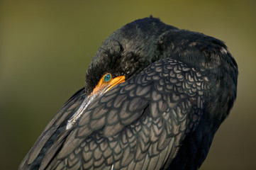 Double crested cormorant (Phalacrocorax auritus)