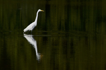 Great egret (Egreta alba)