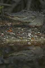 American alligator (Alligator mississippiensis), Everglades NP, Florida USA