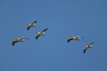 American White Pelican (Pelecanus erythrorhynchos)