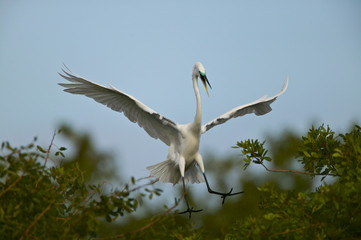 Great egret (Egreta alba)