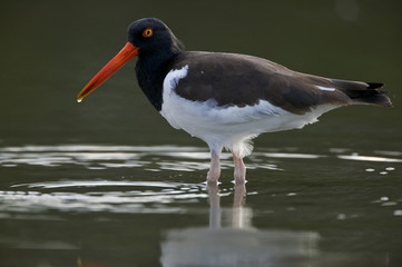 American oystercatcher (Haematopus palliatus)