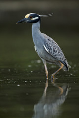 Yellow-crowned night-heron (Nyctanassa violacea)