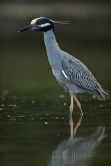 Fototapeta premium Yellow-crowned night-heron (Nyctanassa violacea)