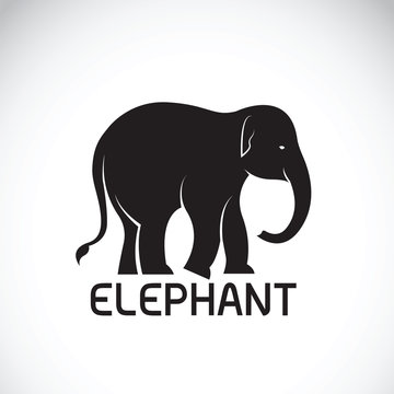 Vector of an elephant on white background. Wild Animal
