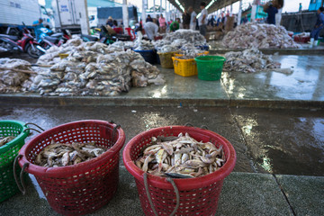 Fishes in Tac Cau fishing port, Me Kong delta province of Kien Giang, south of Vietnam