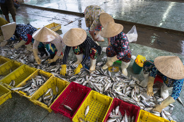 Caught fishes sorting to baskets by Vietnamese women workers in Tac Cau fishing port, Me Kong delta...