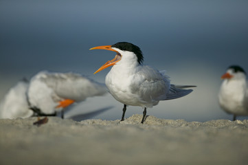 Fototapeta na wymiar Royal Tern (Sterna maxima)