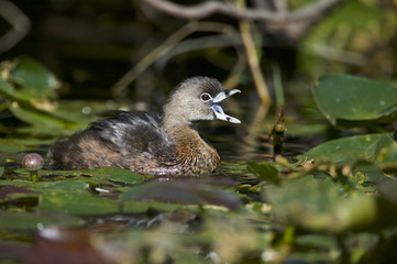 Pied-billed grebe (Podilymbus podiceps)