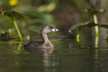 Pied-billed grebe (Podilymbus podiceps)