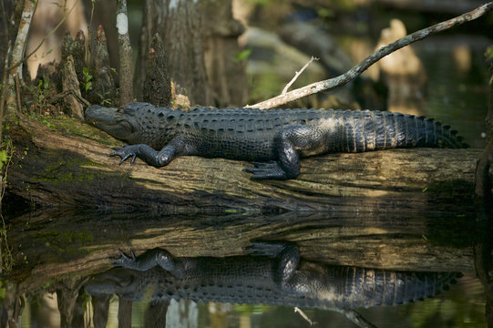 American Alligator (Alligator mississippiensis) Everglades NP, Florida