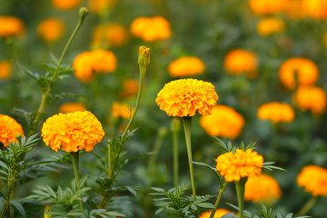 Yellow flowers, flower field, marigolds.