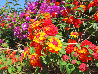 Lantana camara is also known as big sage, wild sage, red sage, white sage and tickberry. It is a species of flowering plant within the verbena family, Verbenaceae