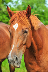 Naklejka premium Closeup brown horse