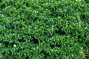 Details of the nature for background 