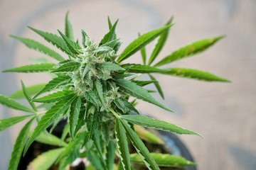The cannabis plant. marijuana plant flowering outdoors.