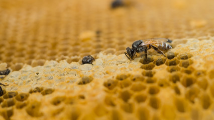 Honey bees climbing on the hive