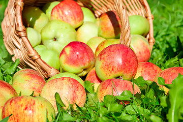 Fruit ripe, red, juicy apples in basket on a green grass.