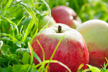 Fruits ripe, red, juicy apples lie on a green grass close up