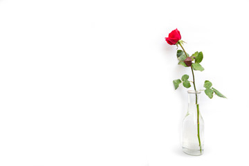 a red rose in a glass bottle isolated on white background, an idea of inviting card, greeting, valentine day  