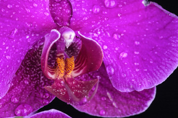 Water drops on orchid petals.