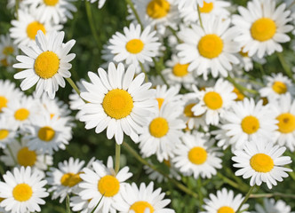 Margeriten, Leucanthemum