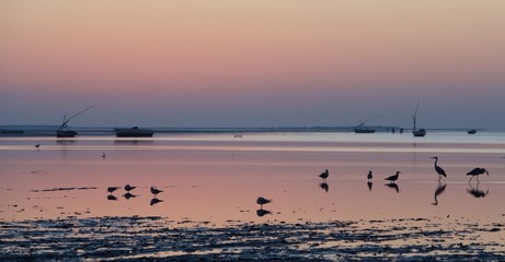 Birds at sunrise