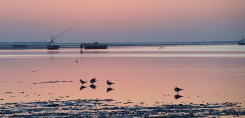 Birds at sunrise