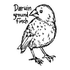 darwin ground finch - vector illustration sketch hand drawn with black lines, isolated on white background