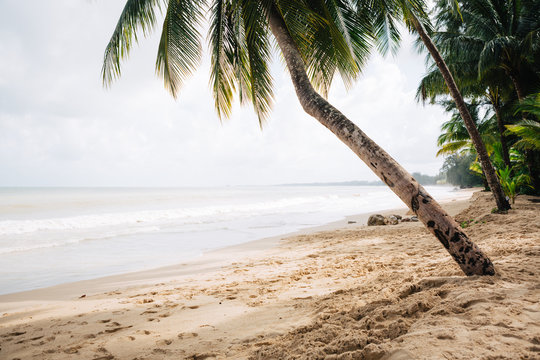 Single palm tree on a deserted beach in Phuket