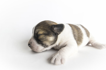 A newborn blind puppy of brown coloring close-up on a white background.