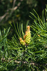 Young pine pinus pollen strobili and shoots macro, selective focus, shallow DOF