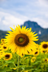Big sunflower in Thailand