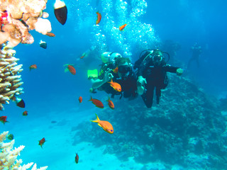 Naklejka premium Команда дайверов под водой. Дайвинг в Красном море, Египет