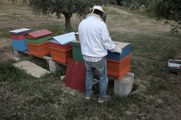 Beekeeper at work