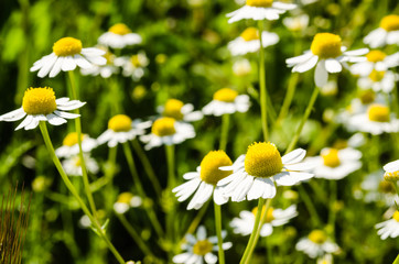 Blooming chamomile field. Beautiful nature scene with blooming medical chamomilles. Alternative medicine Spring Daisy.