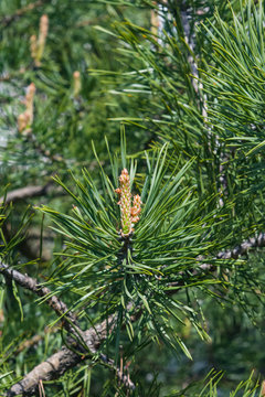 Young pine pinus shoots macro, selective focus, shallow DOF