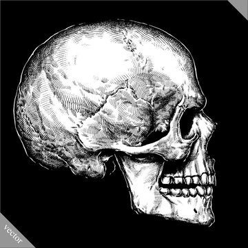 Engrave isolated human skull hand drawn graphic vector illustration