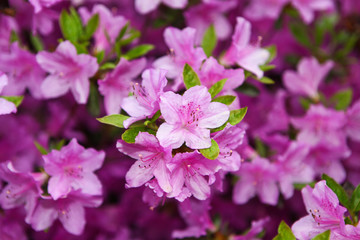 Bright pink flowers of rhododendron blooming in the botanical garden